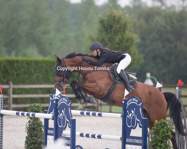 jumper Lennox van de Zeshoek (Belgian Warmblood, 2011, from Eldorado van de Zeshoek)