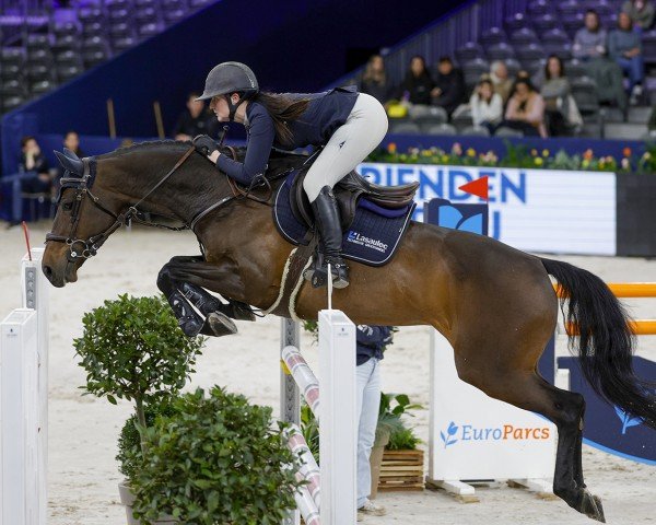 jumper Katy Rose (KWPN (Royal Dutch Sporthorse), 2015, from Numero Uno)