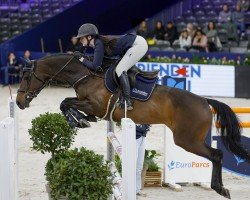jumper Katy Rose (KWPN (Royal Dutch Sporthorse), 2015, from Numero Uno)