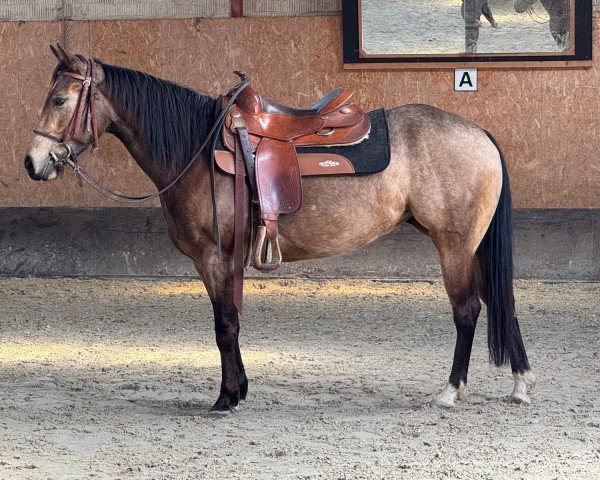 Pferd Lady (Quarter Horse, 2020)