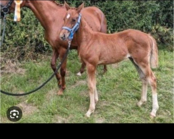 Zuchtstute Wildberry Lillet (Deutsches Reitpony, 2022, von Washington B)