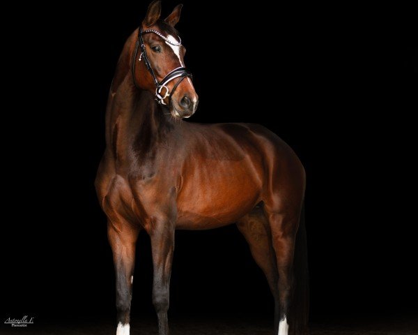 dressage horse Orelia 2 (KWPN (Royal Dutch Sporthorse), 2019, from Governor-Str)