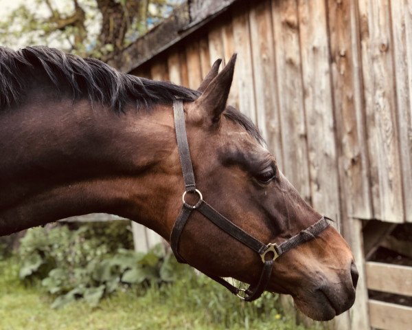 Springpferd Flint 91 (KWPN (Niederländisches Warmblut), 2010, von Advance)