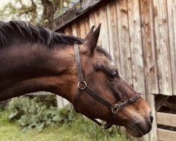 Springpferd Flint 91 (KWPN (Niederländisches Warmblut), 2010, von Advance)