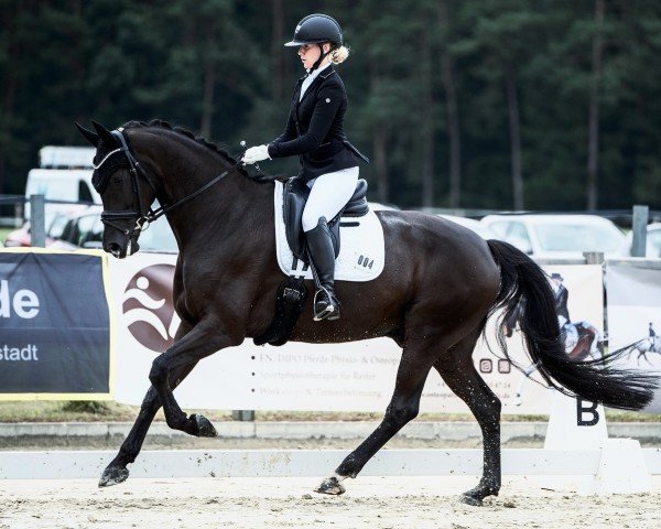 dressage horse All Eyz On Me (Westphalian, 2015, from All At Once) dressage horse All Eyz On Me (Westphalian, 2015, from All At Once)