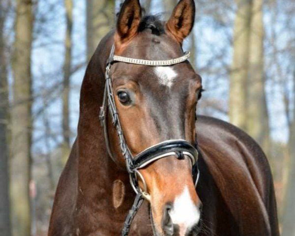 Dressurpferd Mangetsu (KWPN (Niederländisches Warmblut), 2017, von Farrell)