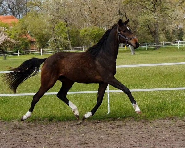 horse 2019 (Hanoverian, 2019, from By your Side 3)