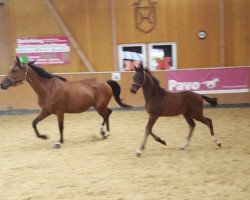 jumper Cornet's Cookie 2 (Oldenburg show jumper, 2017, from Cornet Obolensky)