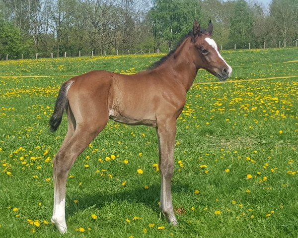 horse Ajay (Arab half breed / Partbred, 2019, from Coronino)