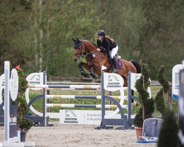 jumper Alister 5 (Westphalian, 2017, from A La Carte NRW)