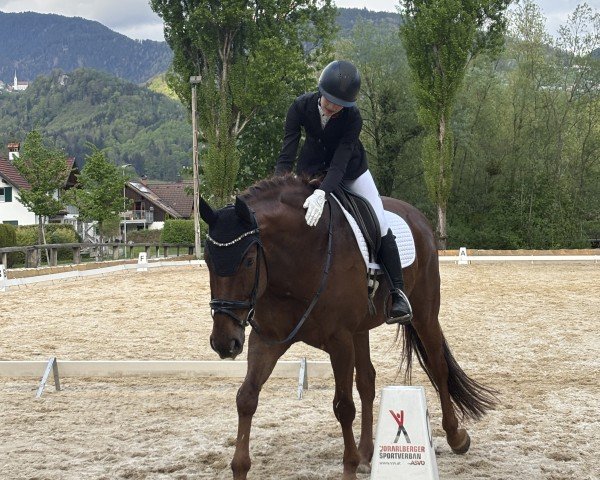 dressage horse Do What You Love (Hanoverian, 2014, from Dancier)