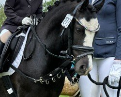 broodmare Socke (Württemberger, 1961, from Sakko)