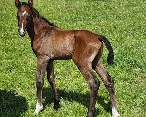 horse Alibaba (Arab half breed / Partbred, 2020, from Coronino)