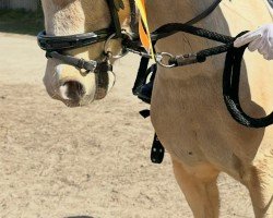 horse Mini (Welsh-Pony (Section B), 2017, from Beschenhof Welshman)