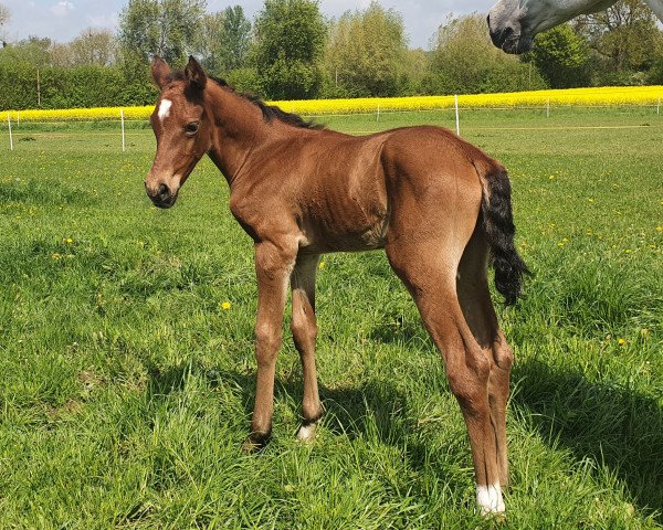 horse Azara Athena (German noble blood horse, 2021, from All Music)