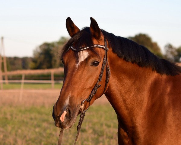 dressage horse Donnerschn³tchen (German Riding Pony, 2016, from Da Capo)
