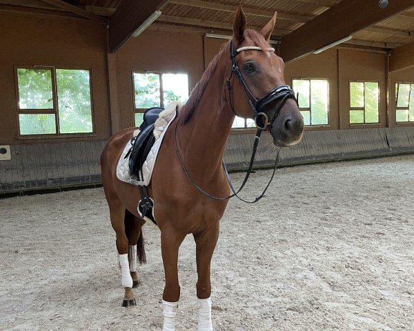 horse Feiner Bube 3 (Hanoverian, 2016, from Fürst Fohlenhof)