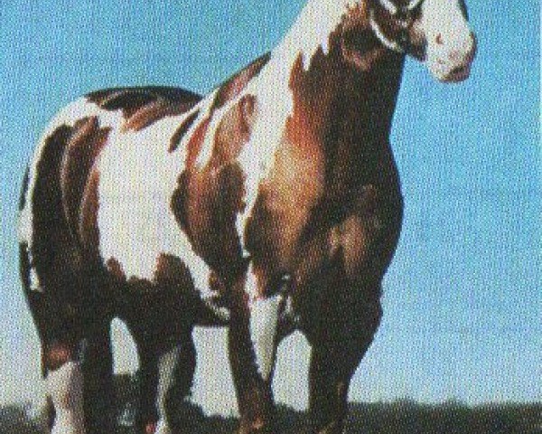 stallion Skipa Star Jr. (Paint Horse, 1979, from Skipa Star)