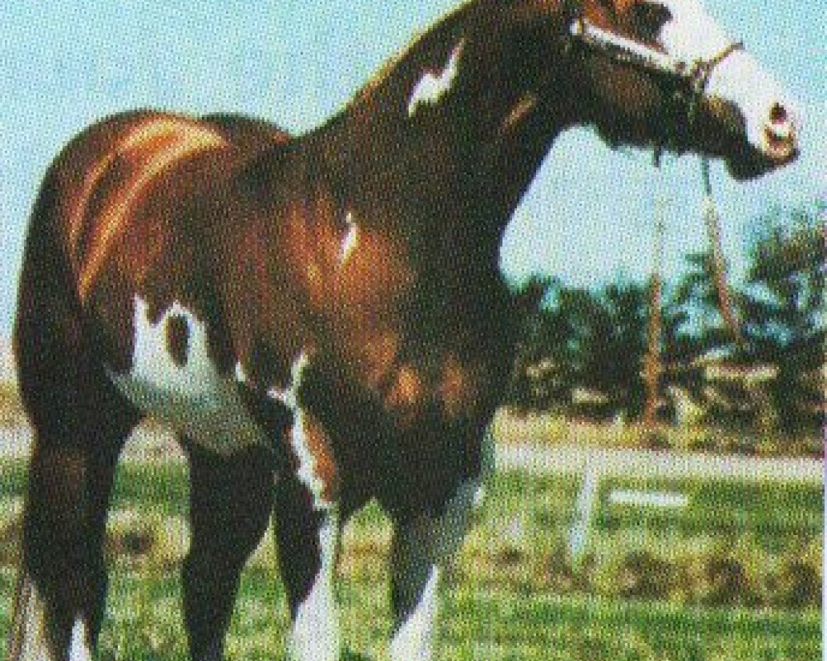 Pferd Barling Macho Man (Paint Horse, 1982)