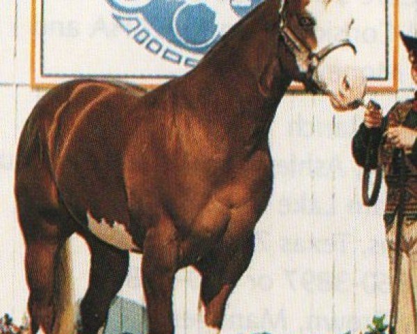 Pferd Barling Macho Too (Paint Horse, 1996, von Barling Macho Man) Pferd Barling Macho Too (Paint Horse, 1996, von Barling Macho Man)
