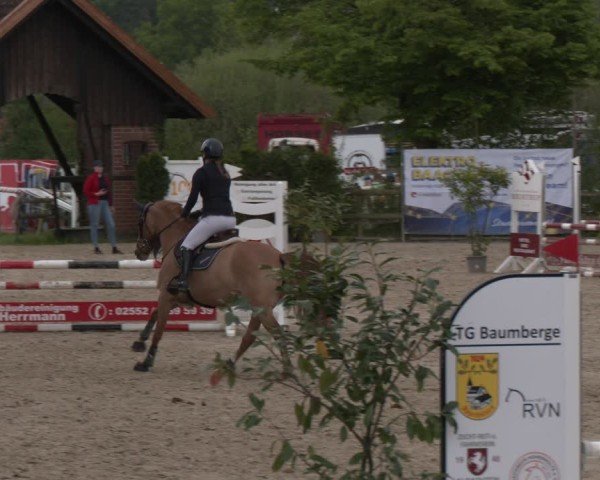 Reitturnier Nienberge 2025