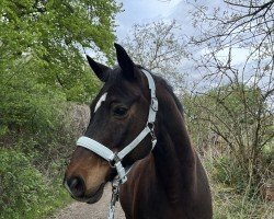 dressage horse Sandro da Silva (Hanoverian, 2006, from San Remo)