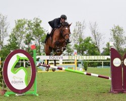 jumper Chaccolino (Hanoverian, 2013, from Chacco-Blue)