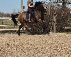 dressage horse Why not Whisky (Swedish Warmblood, 2009, from Wilton 11)