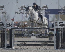 jumper Konstantino (KWPN (Royal Dutch Sporthorse), 2015)