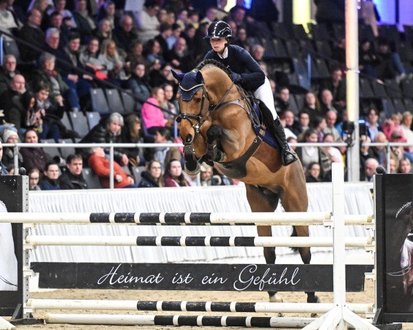 Deckhengst Uncle Joe van't Meulenhof (Belgisches Warmblut, 2020, von Libero H)