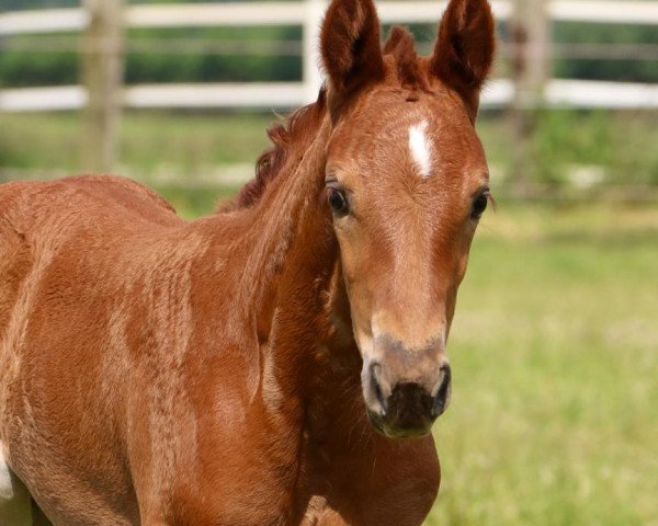 horse Steverheides Evangeline (Westphalian, 2021, from Ellis NRW)