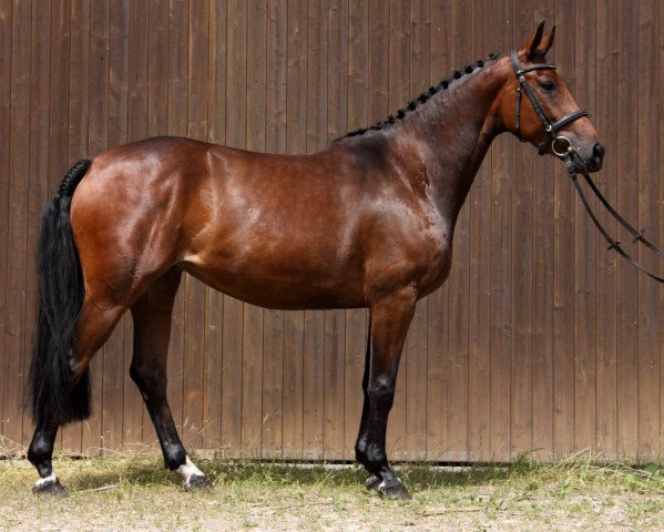 broodmare Ellie of Glencoe (Württemberger, 2012, from Epris de Teddy)