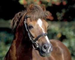 stallion Constantin (Welsh-Pony (Section B), 1980, from Whatton Copper Beech)