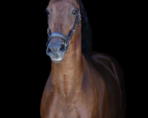 Springpferd Maximum Rizz (KWPN (Niederländisches Warmblut), 2018, von Ironman)