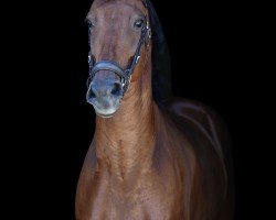 jumper Maximum Rizz (KWPN (Royal Dutch Sporthorse), 2018, from Ironman)