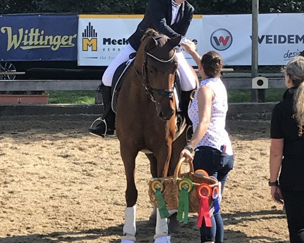 dressage horse Festina 43 (Hanoverian, 2012, from Foundation 2)