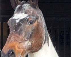 jumper Anton 880 (Pinto / Pony, 2000, from Astek)