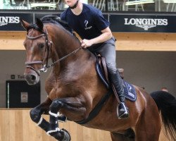 broodmare Diadarada (Westphalian, 2015, from De Quidam)