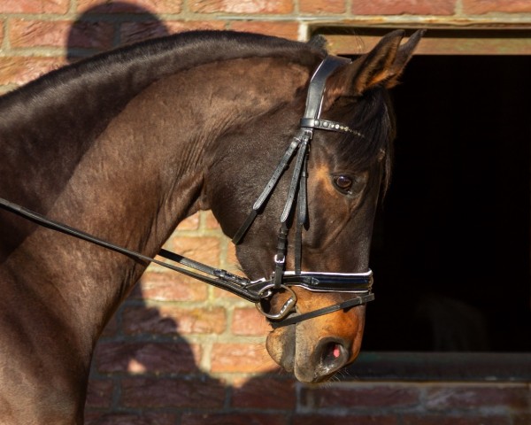 horse Finnja (Hanoverian, 2017, from Fiamingho Ms)