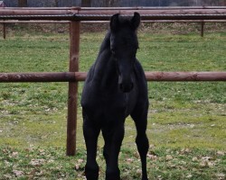 Springpferd Drake FM (Oldenburger Springpferd, 2021, von Diarado)