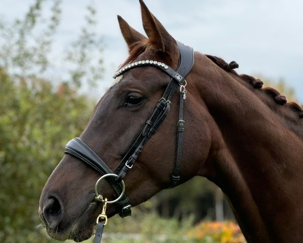 horse For me (German Sport Horse, 2019, from Fuechtels Floriscount OLD)