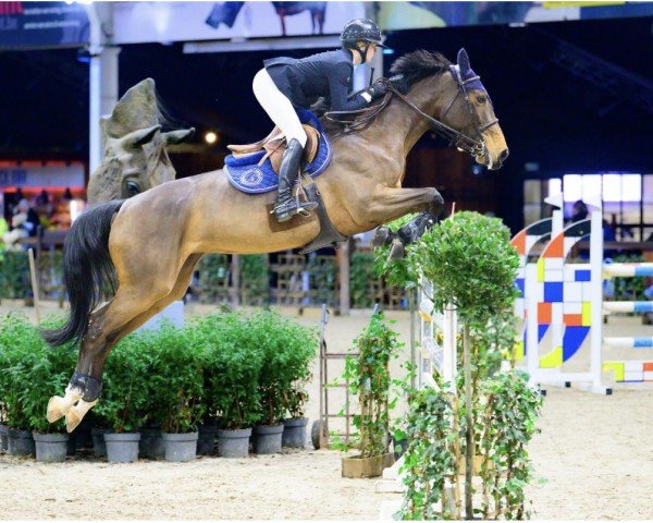 broodmare Bora Bora Ses Z (Zangersheide riding horse, 2018, from Bamako de Muze)