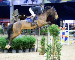 broodmare Bora Bora Ses Z (Zangersheide riding horse, 2018, from Bamako de Muze)