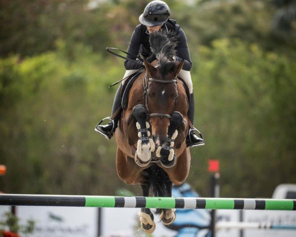 jumper Cinderella 770 (Brandenburg, 2015, from Chetlag)
