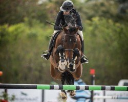 jumper Cinderella 770 (Brandenburg, 2015, from Chetlag)