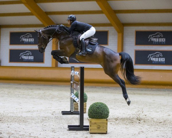 horse Halifax des Rosiers (Belgian Warmblood, 2013, from Presley Boy)