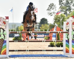 Caballo de salto Hannibal V (KWPN (Warmblood Neerlandés), 2012, de Tornesch)