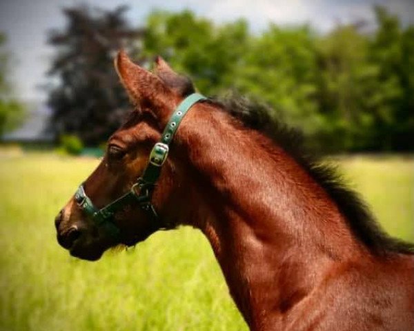 horse Viva Paz (Westphalian, 2021, from Viva Gold OLD)