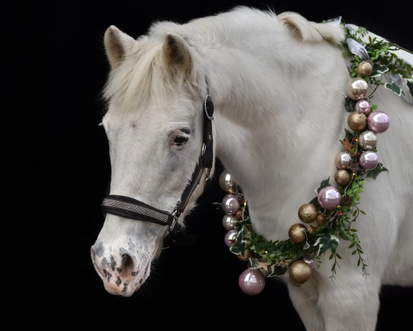 Springpferd Marylin (Knabstrupper, 2005, von Gandalf af Hallundbaek)