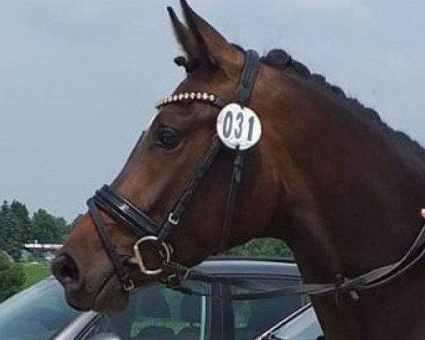 Zuchtstute Diva Delight (Westfale, 2018, von Blue Hors Dreamline)
